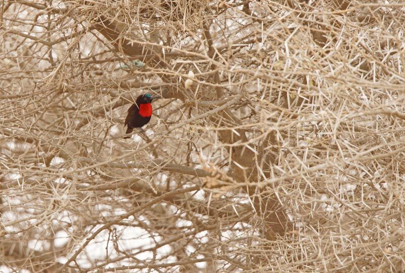 Scarlet-chested Sunbird