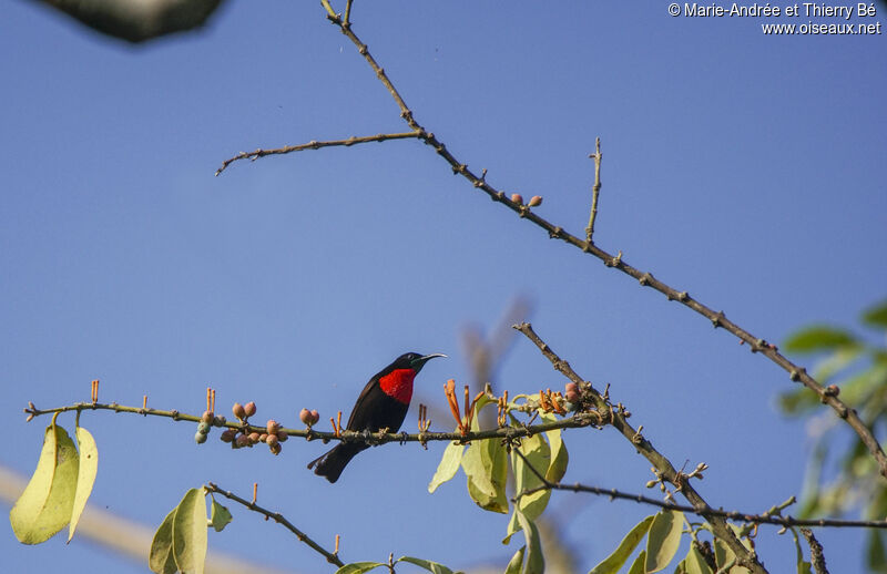 Scarlet-chested Sunbird male