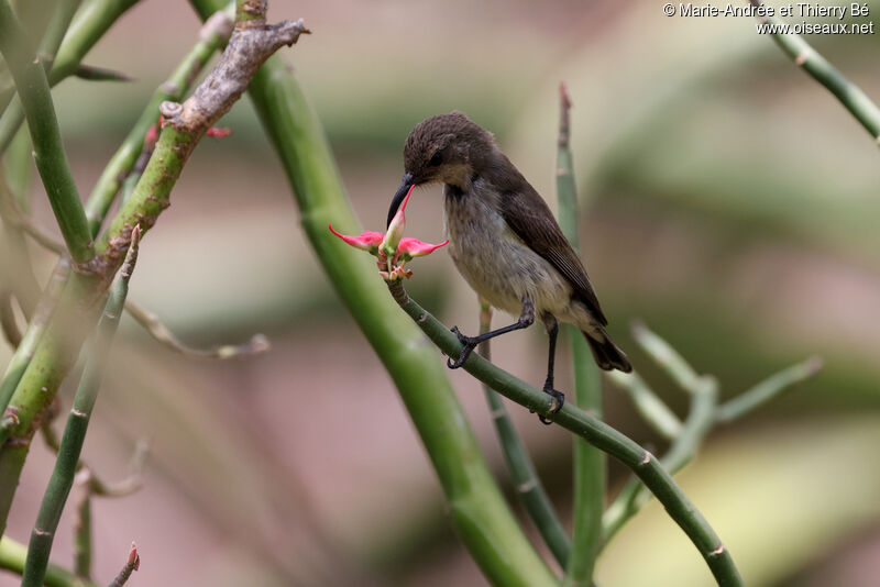 White-bellied Sunbird female