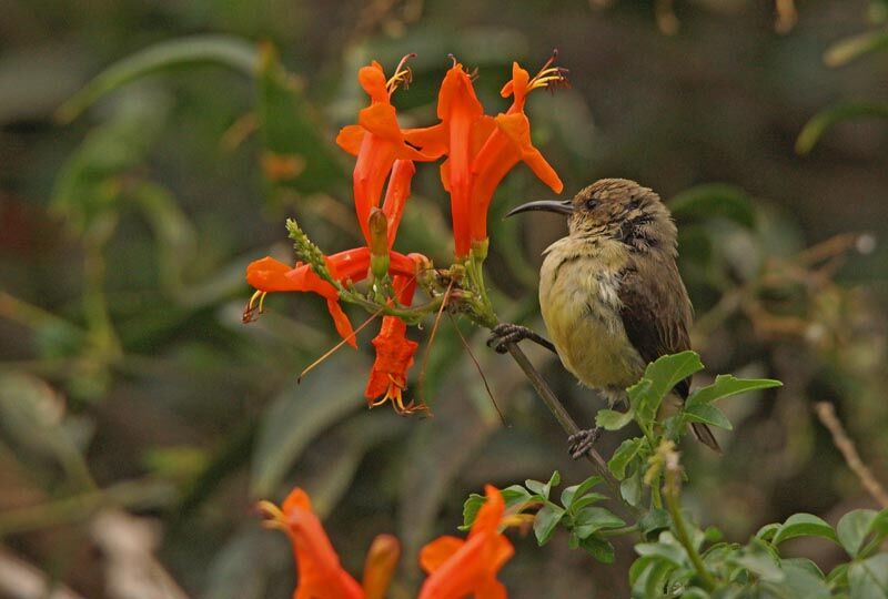 Variable Sunbird female adult