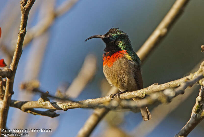 Usambara Double-collared Sunbird male, identification