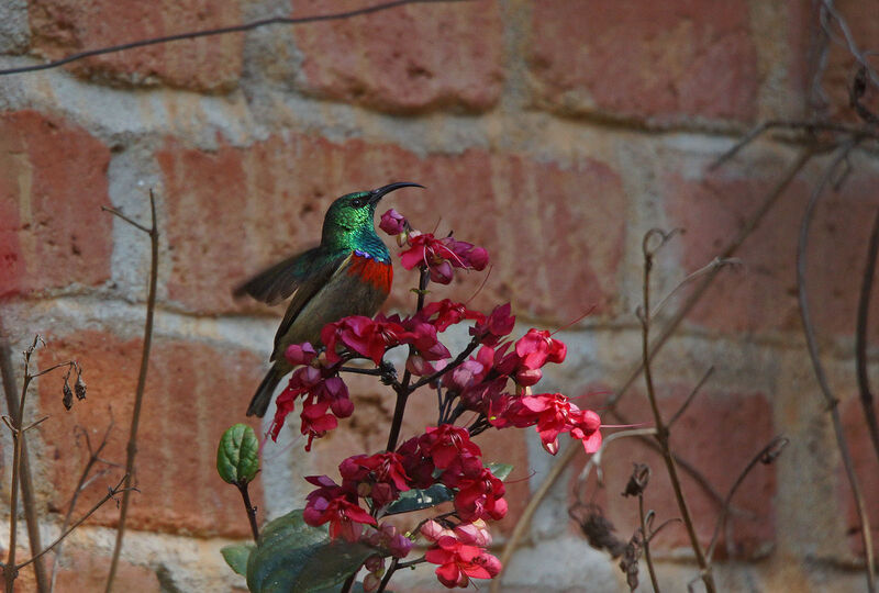 Usambara Double-collared Sunbird