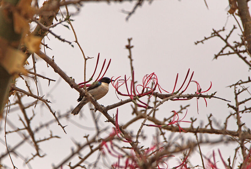 Eastern Violet-backed Sunbird