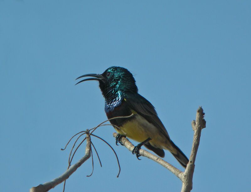 Souimanga Sunbird