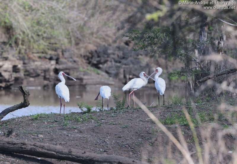 African Spoonbill