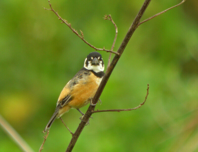 Rusty-collared Seedeater