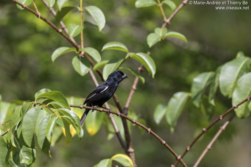 Cuban Bullfinch