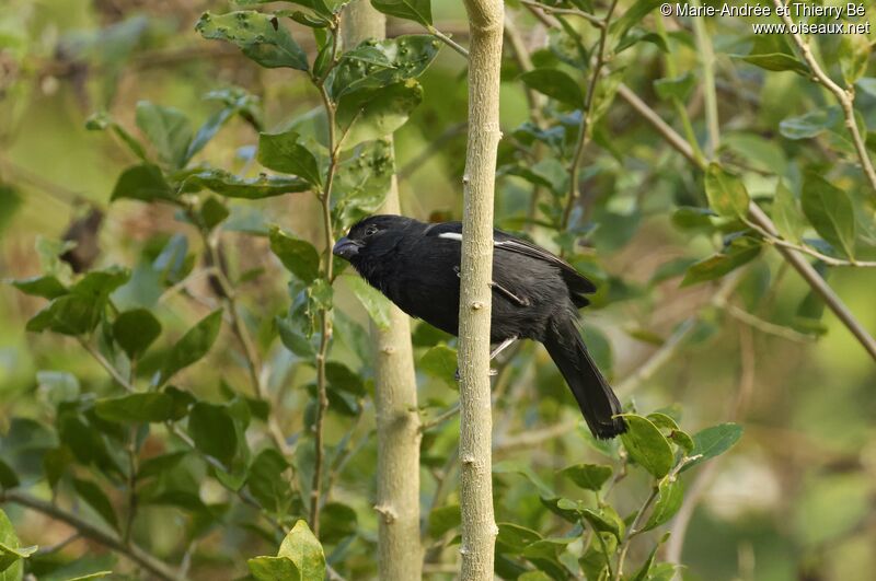 Cuban Bullfinch