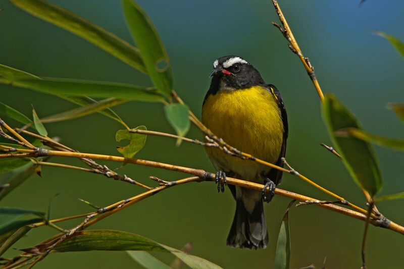 Bananaquit