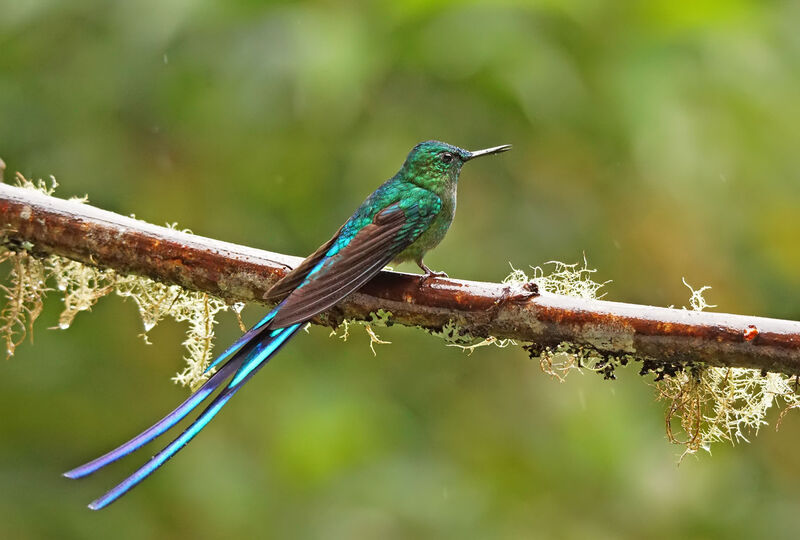 Long-tailed Sylph male