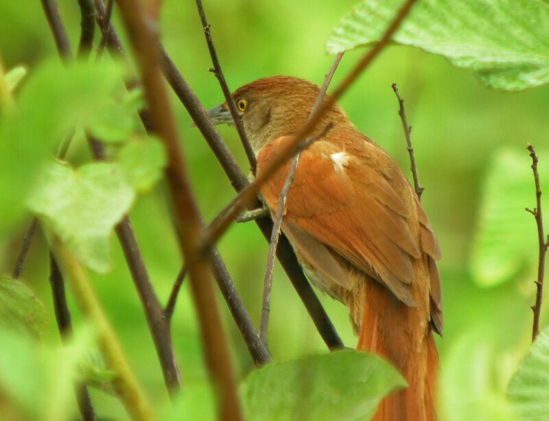 Greater Thornbird