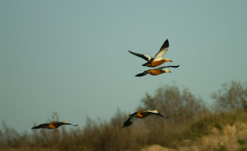 Ruddy Shelduck