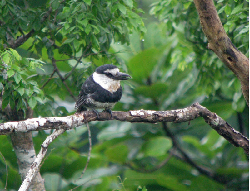 Guianan Puffbird