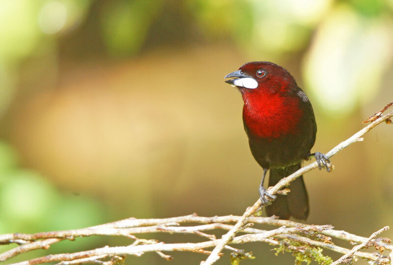 Silver-beaked Tanager