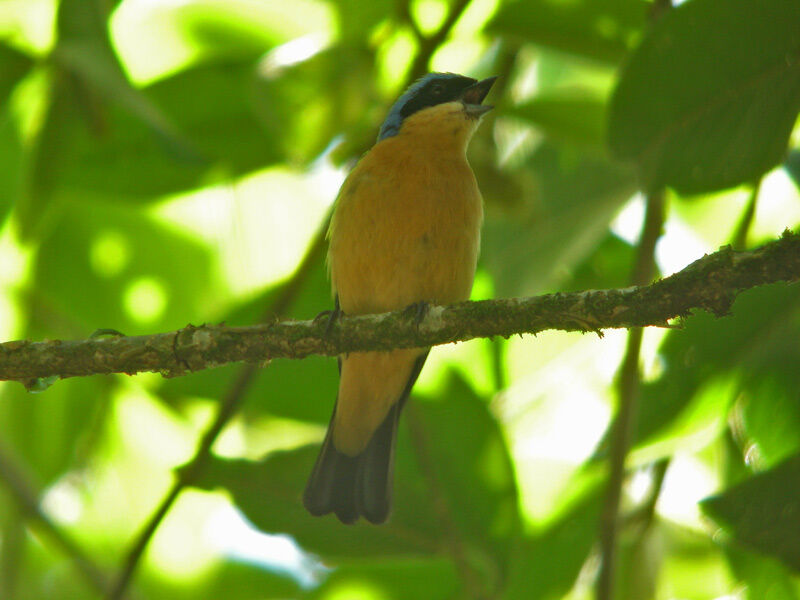 Fawn-breasted Tanager