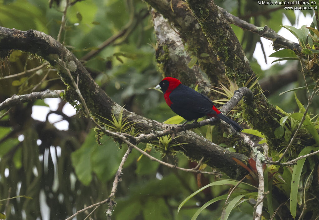 Crimson-collared Tanager