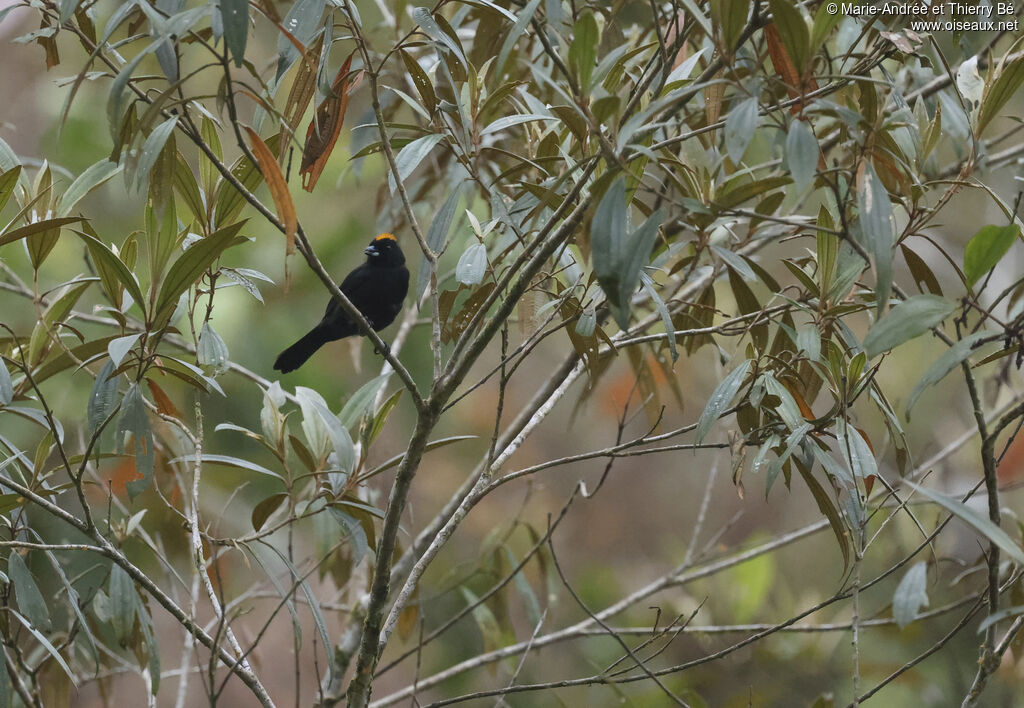 Tawny-crested Tanager
