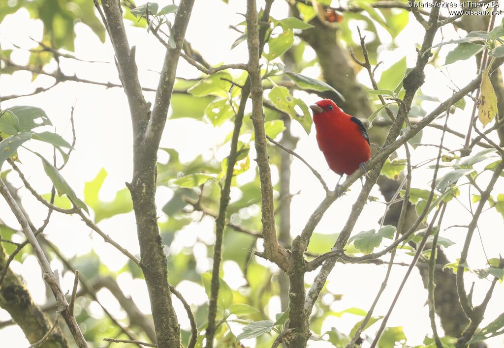 Tangara écarlate