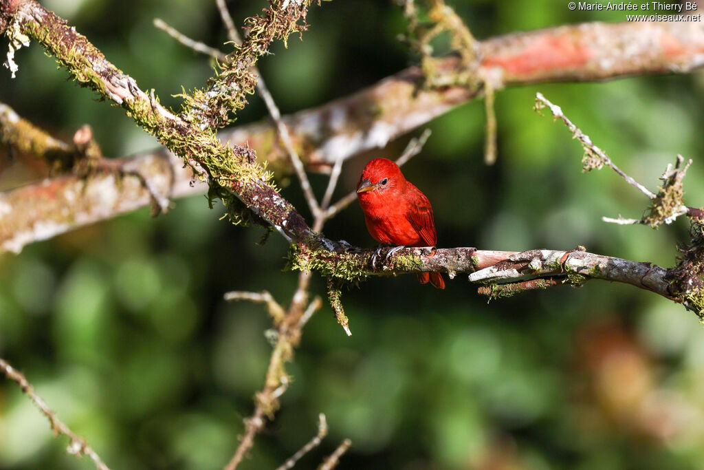 Tangara vermillon (Piranga vermillon) mâle