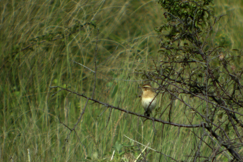 Whinchat