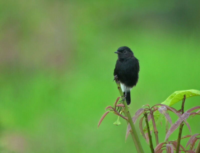 Pied Bush Chat