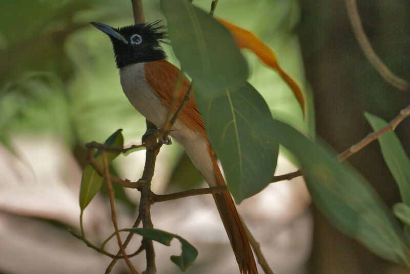 Indian Paradise Flycatcher