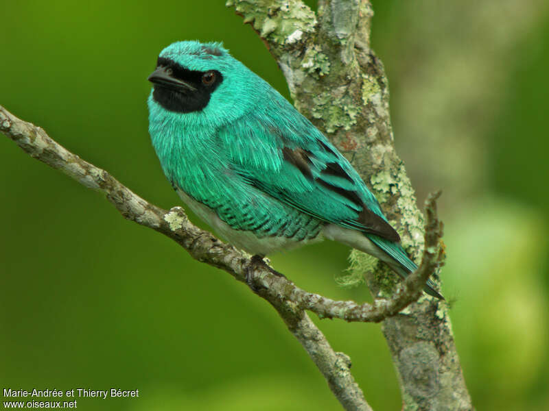 Swallow Tanager male adult, identification