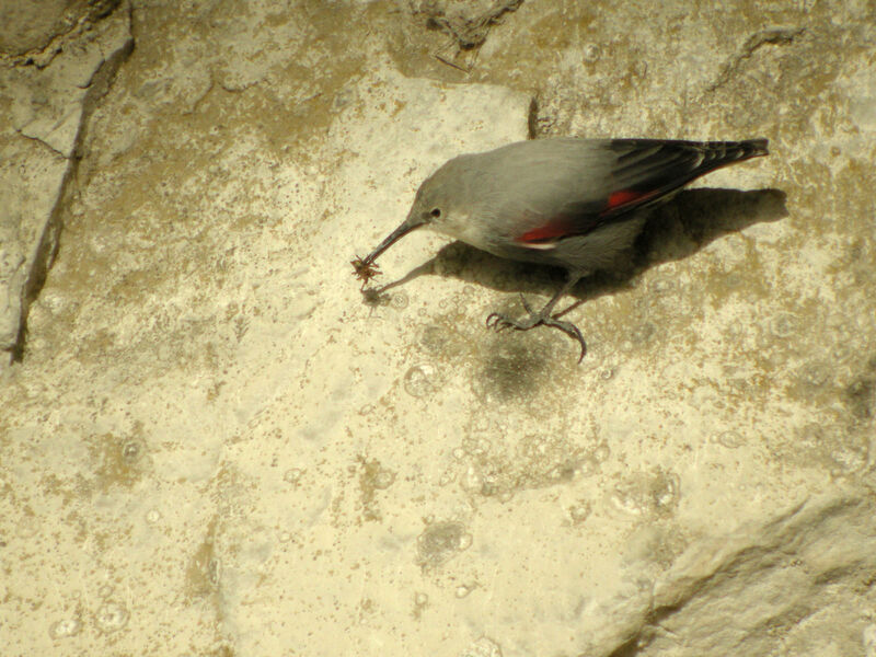 Wallcreeper