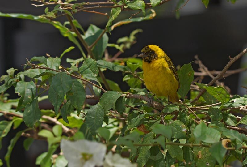 Slender-billed Weaver