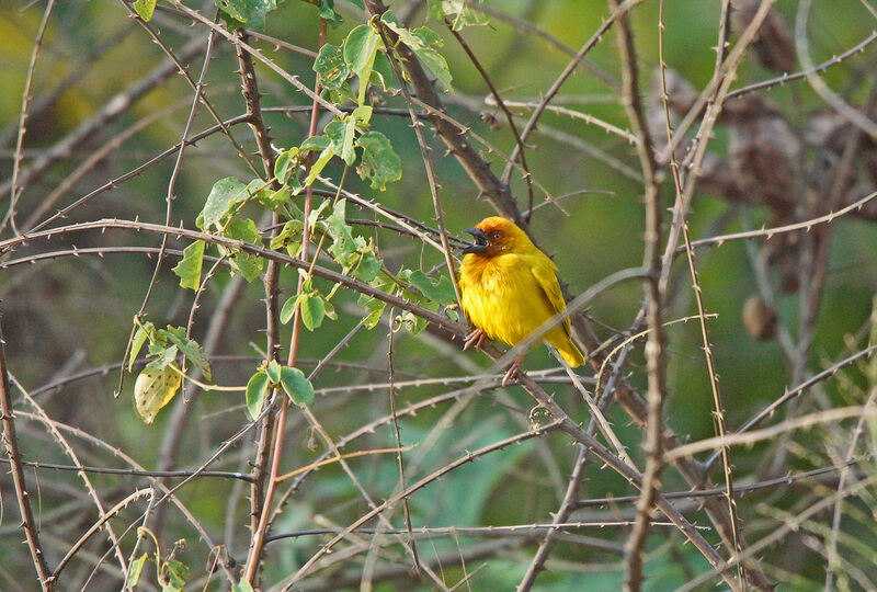 Tisserin jaune mâle