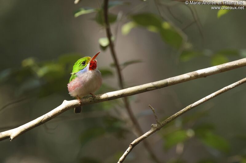 Cuban Tody