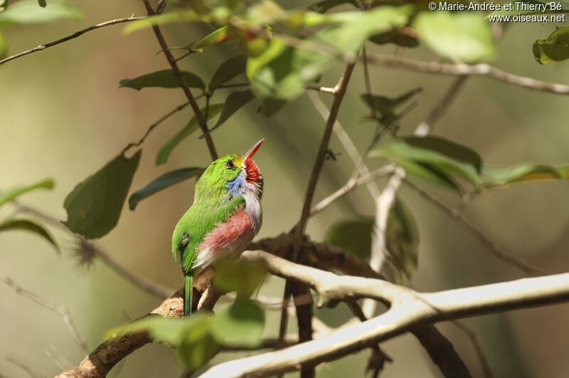 Cuban Tody