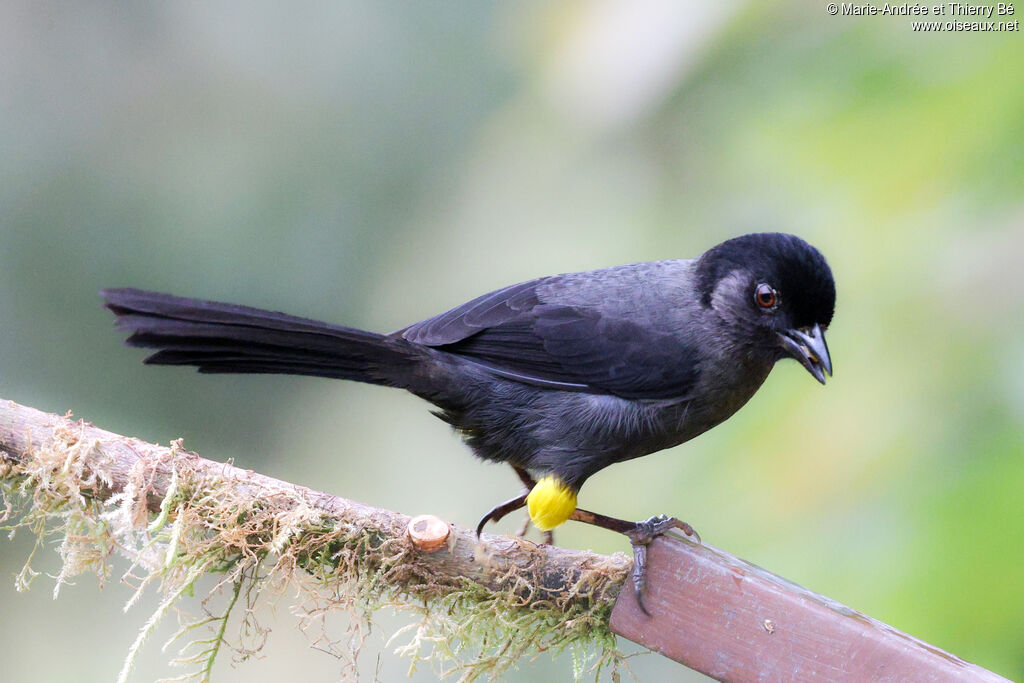 Tohi à cuisses jaunes