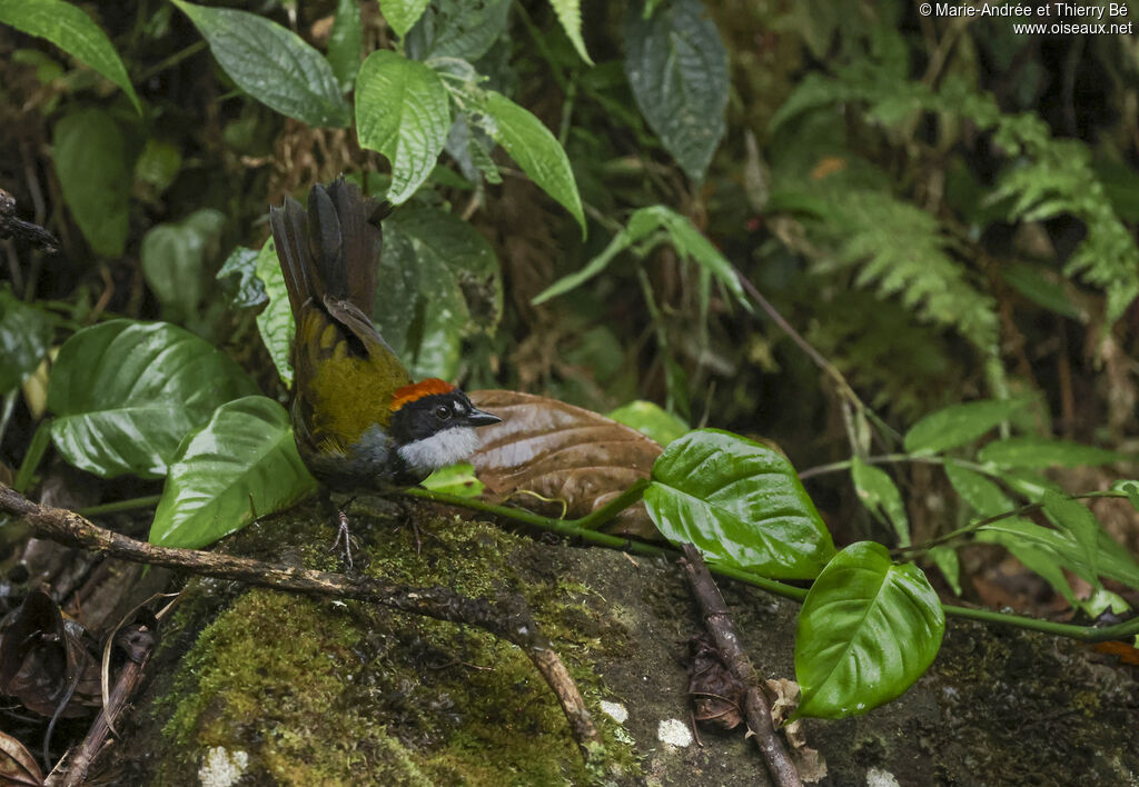 Chestnut-capped Brushfinch