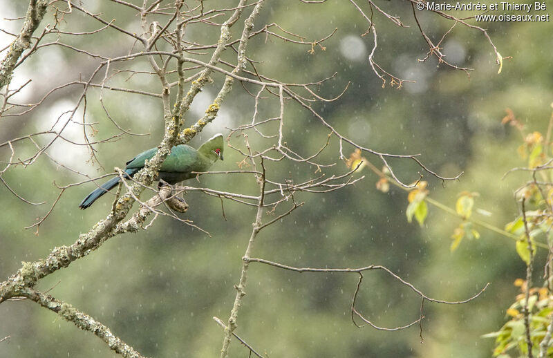 Black-billed Turaco