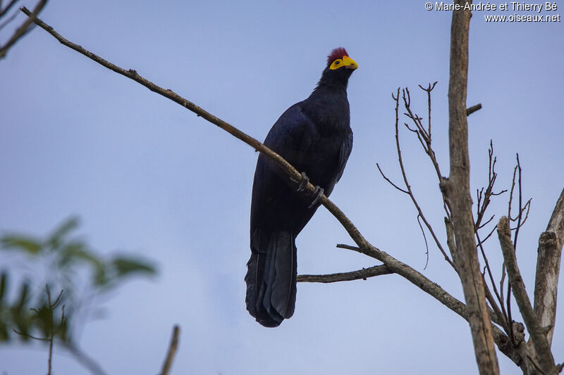 Ross's Turaco