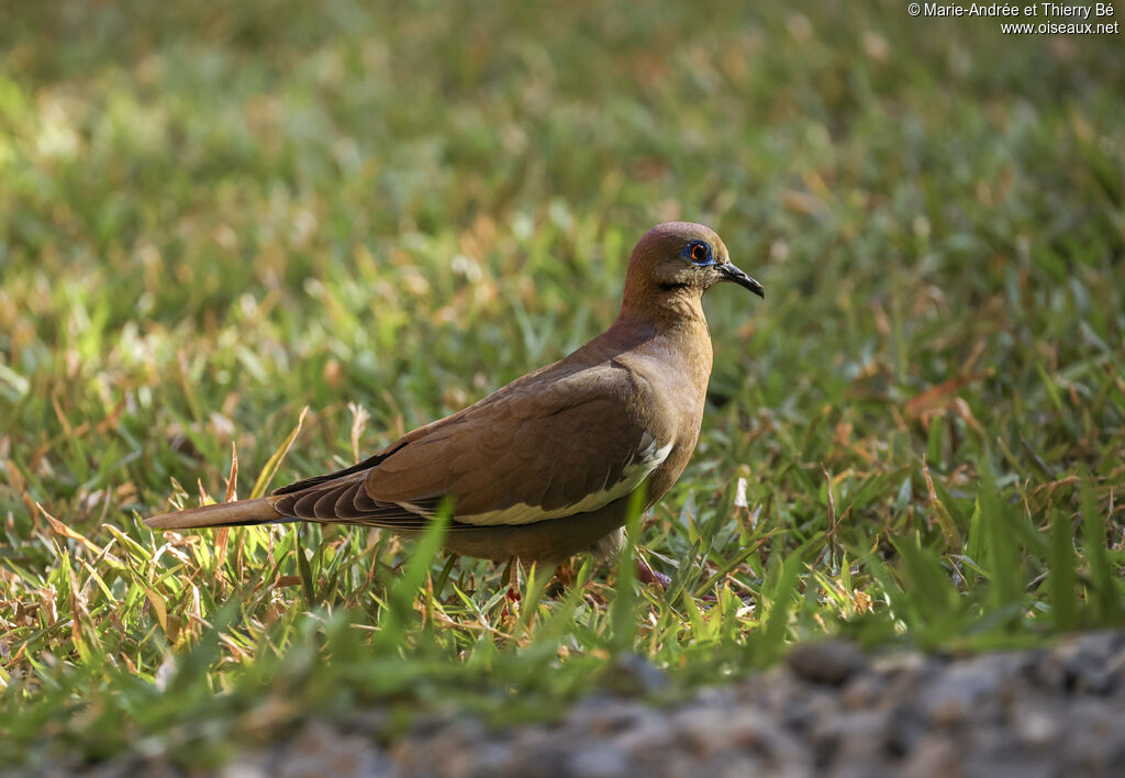 Tourterelle à ailes blanches