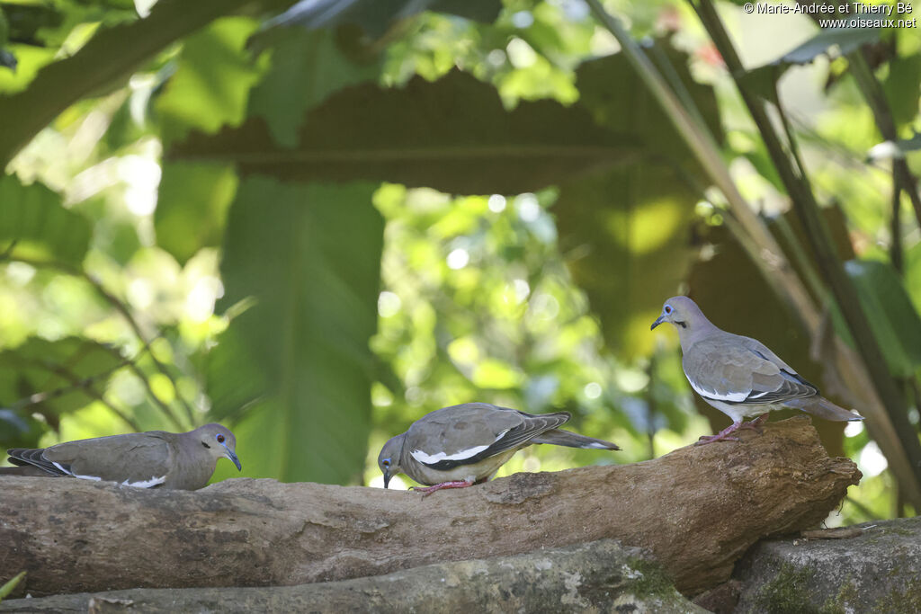Tourterelle à ailes blanches