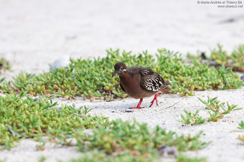 Tourterelle des Galapagos