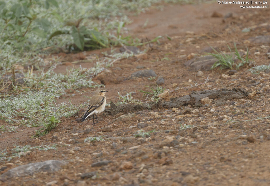 Northern Wheatear