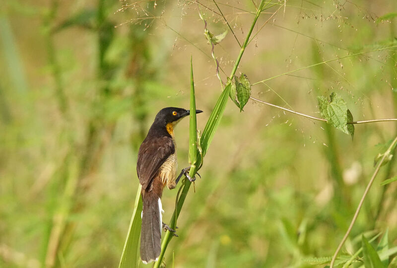 Black-capped Donacobius