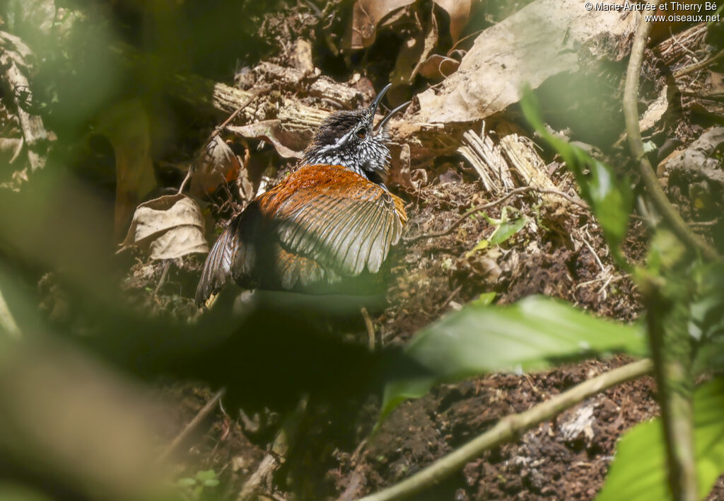 Grey-breasted Wood Wren