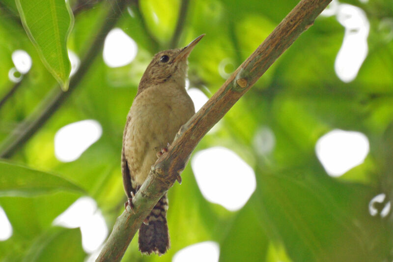 Southern House Wren