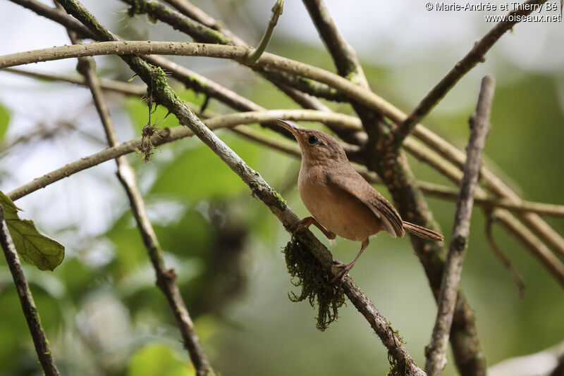 Southern House Wren