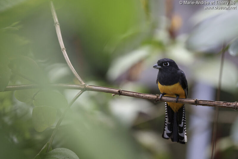 Gartered Trogon