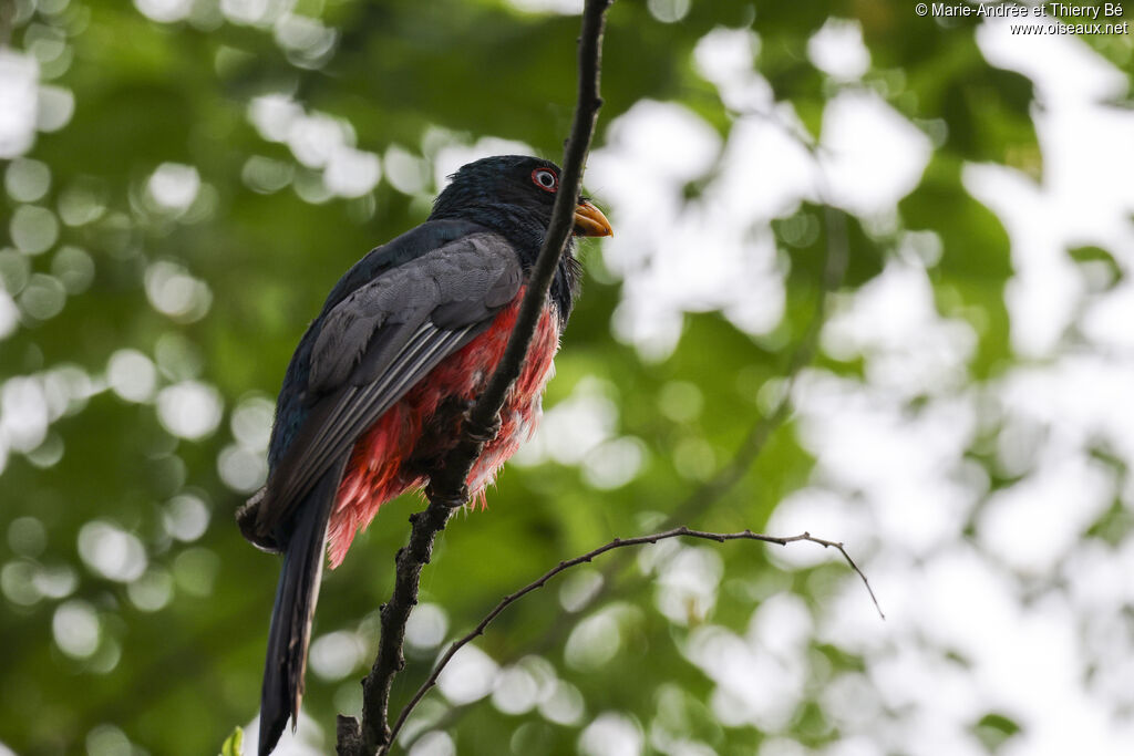 Trogon d'Équateur