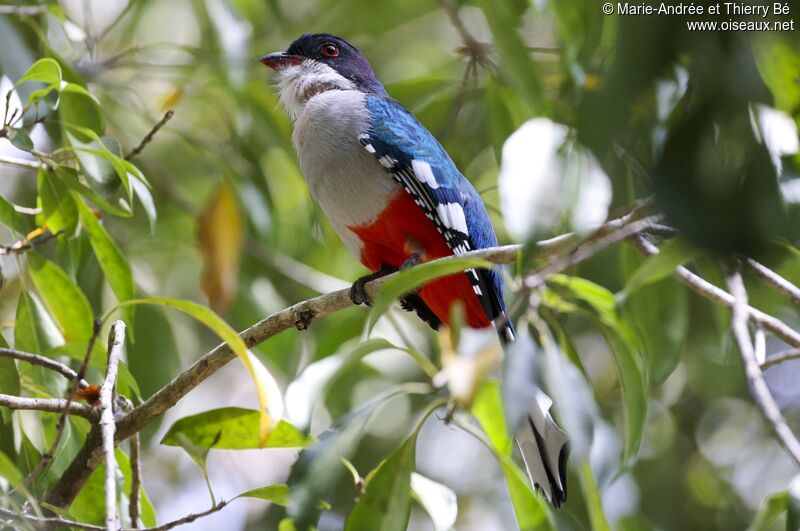 Trogon de Cuba