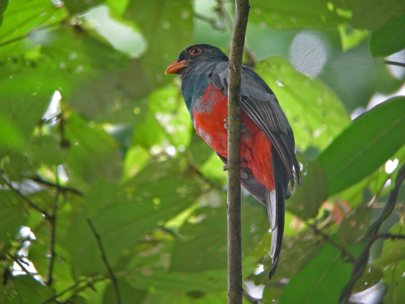 Slaty-tailed Trogon