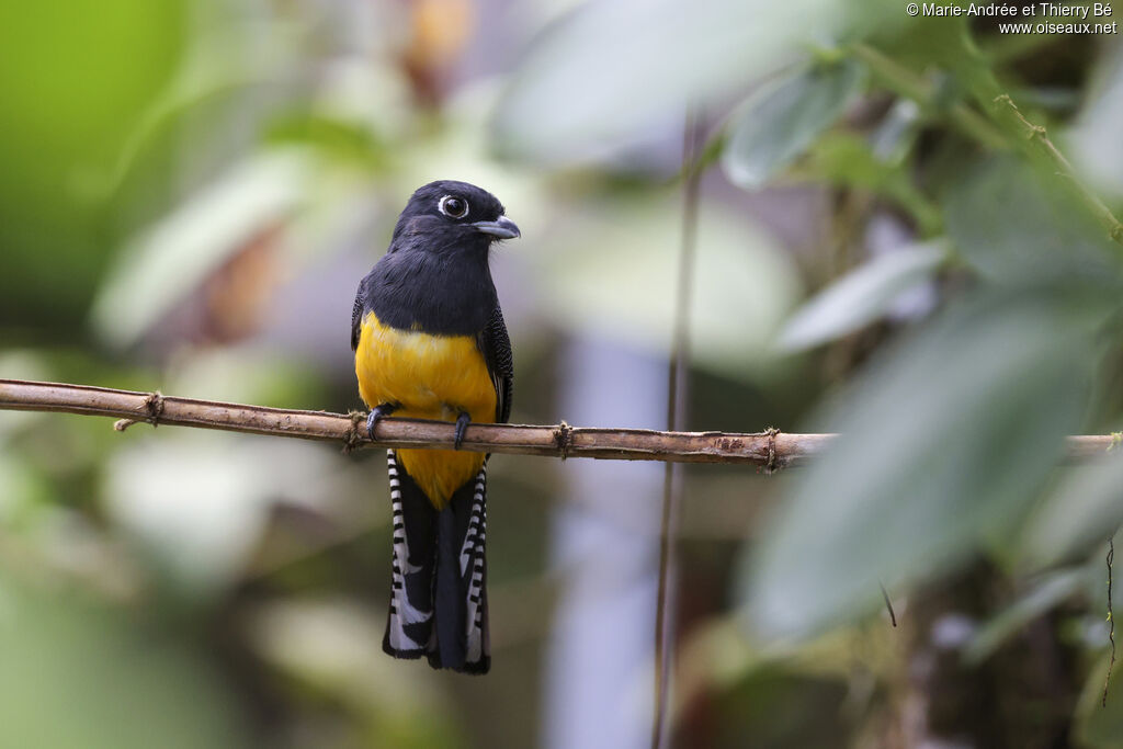 Trogon pattu