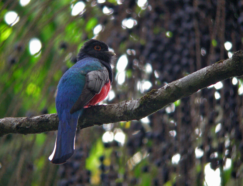 Surucua Trogon